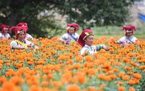 有话就说-宠物小精灵dp170,李作鹏回忆录 下载